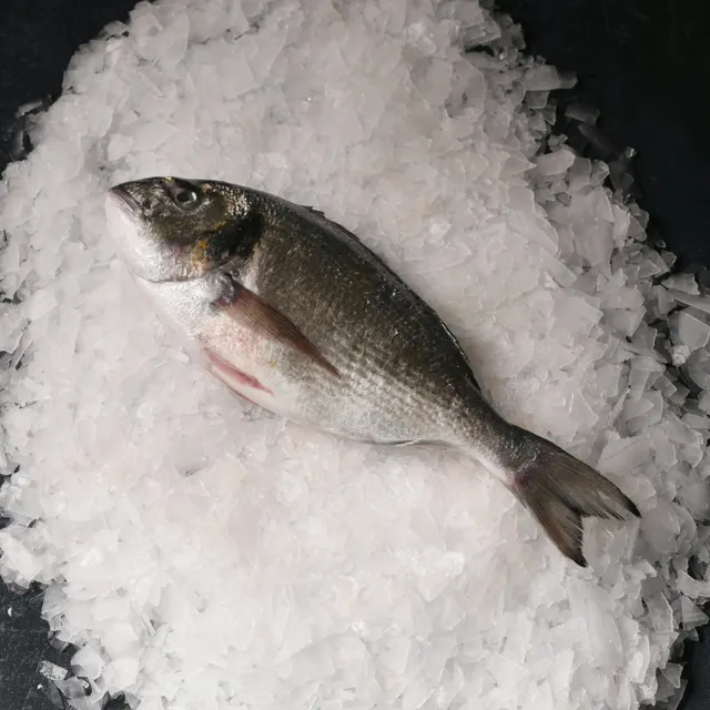 Çipura Taze Dondurulmuş  5 kg kasa