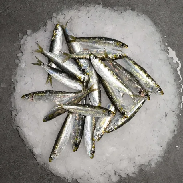 Sardalya Taze 1Kg