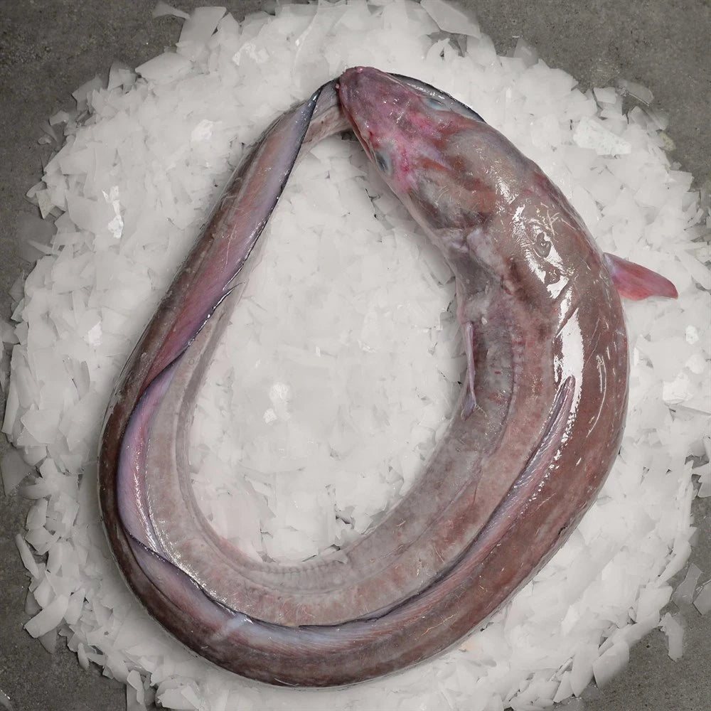 Müren Mığrı 1 ADET (2-3 kg)