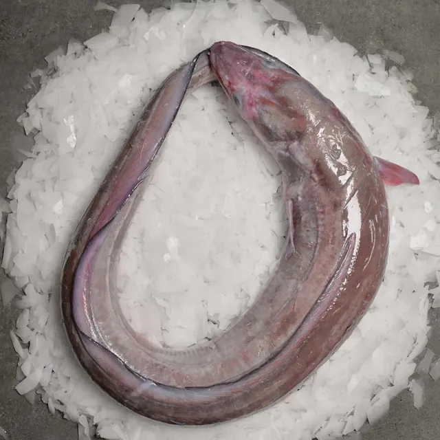 Müren Mığrı 1 ADET (2-3 kg)
