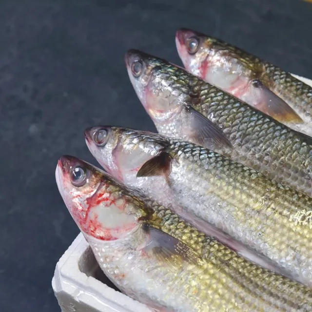 Kefal Topan İri (2 Kg Kasa)