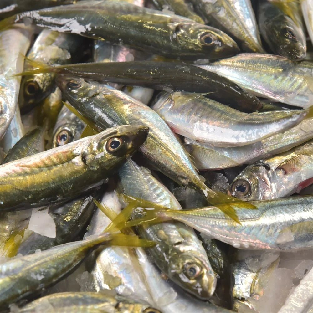 Karadeniz İstavrit 1Kg